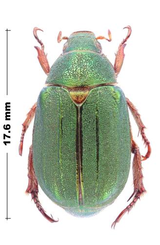 Mimela holosericea